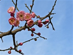 梅花四