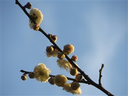 梅花八