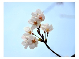 友谊之树樱花
