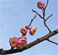 梅花六