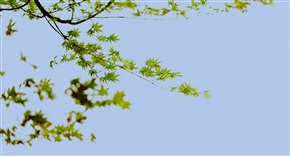 春韵1