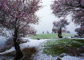 桃花雪