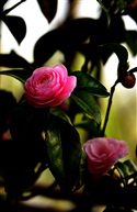 茶花秀