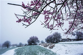 桃花雪2