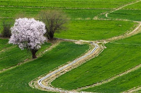 田间小路