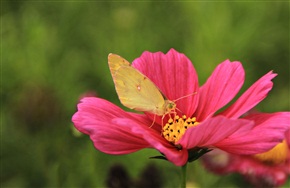 蝶恋花