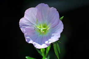 路边小花