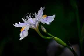 鸢尾花