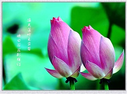 荷韵8