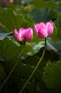 姐妹花