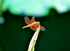 蜻蜒