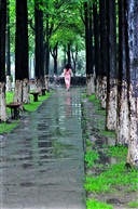 雨中靓影