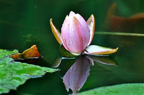 雨中的睡莲