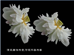 荷韵7