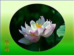荷韵6