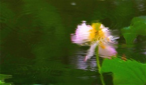 菏之韵
