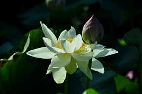 荷花