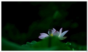 菏之韵