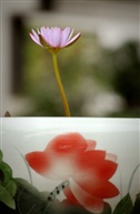 莲与荷