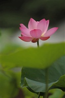荷花图