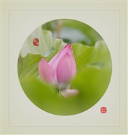 荷花图