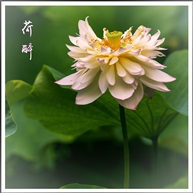 荷醉