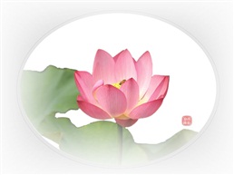 荷花图