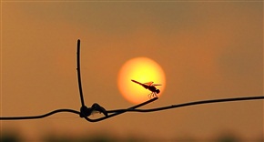 晨阳下的蜻蜓
