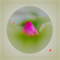 小荷尖尖角
