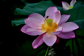 荷花