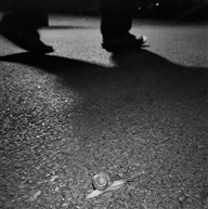 小牛赛跑