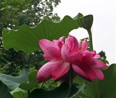 雨露滋润红花艳