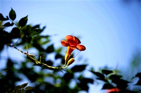 宵凌花