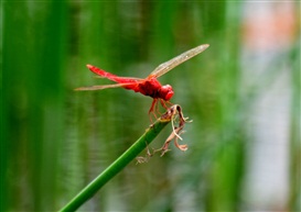 红蜻蜓