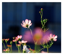 《格桑花》