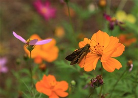 蝶恋花