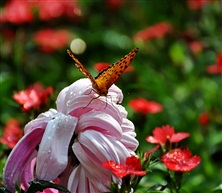 蝶恋花