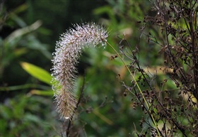 狗尾巴草