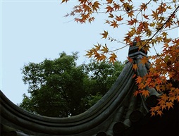 亭林枫叶