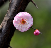 独芳