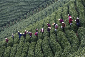 茶园风情