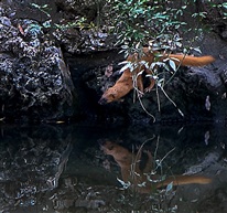 黄鼠狼