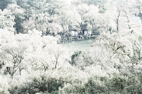 初雪