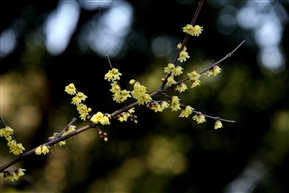 梅花俏枝头