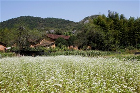 苦荞花开的小山村