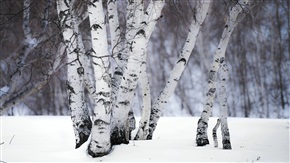 冬日坝上《白桦树》 
