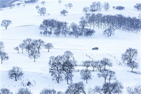 雪地素描（二）