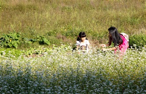 苦荞花开