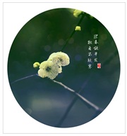 梅花图