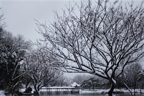 《 雪之亭林 》4